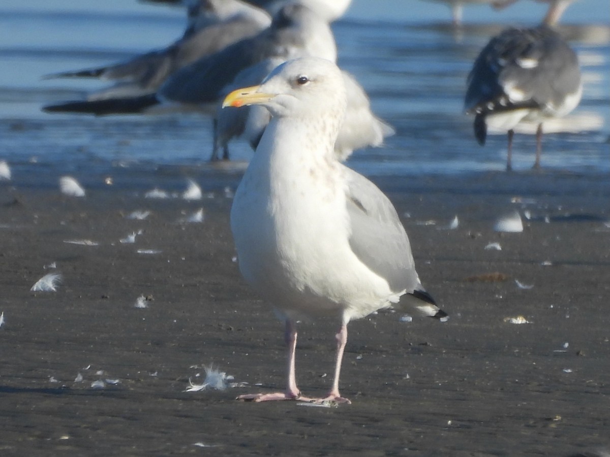 Мартин sp. - ML646727337