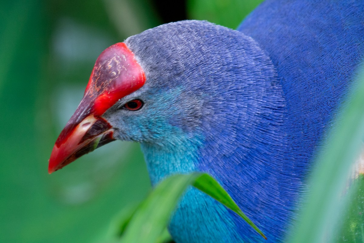 פורפיריה אפורת-ראש - ML646727339