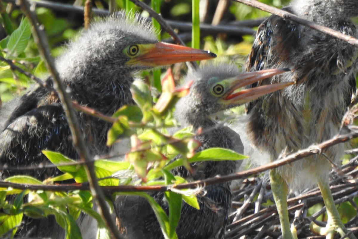 Green Heron - ML646727348