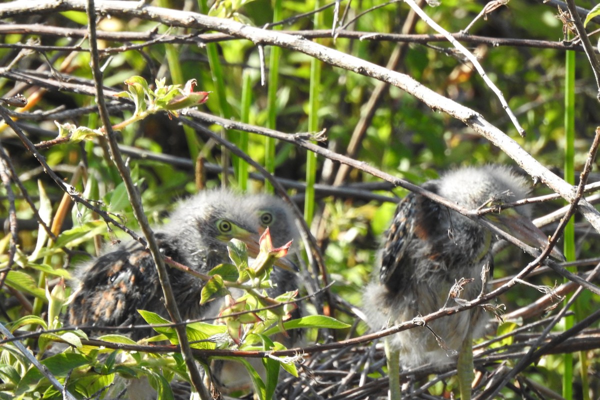 Green Heron - ML646727349
