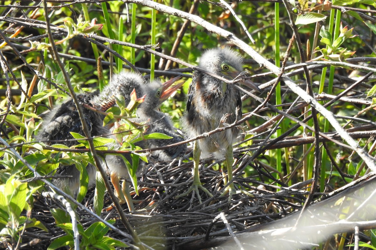 Green Heron - ML646727350