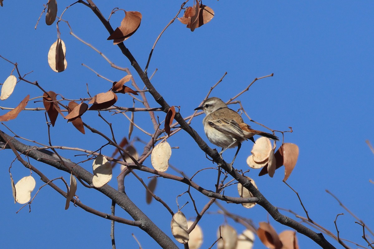 Kalahari Scrub-Robin - ML646727352