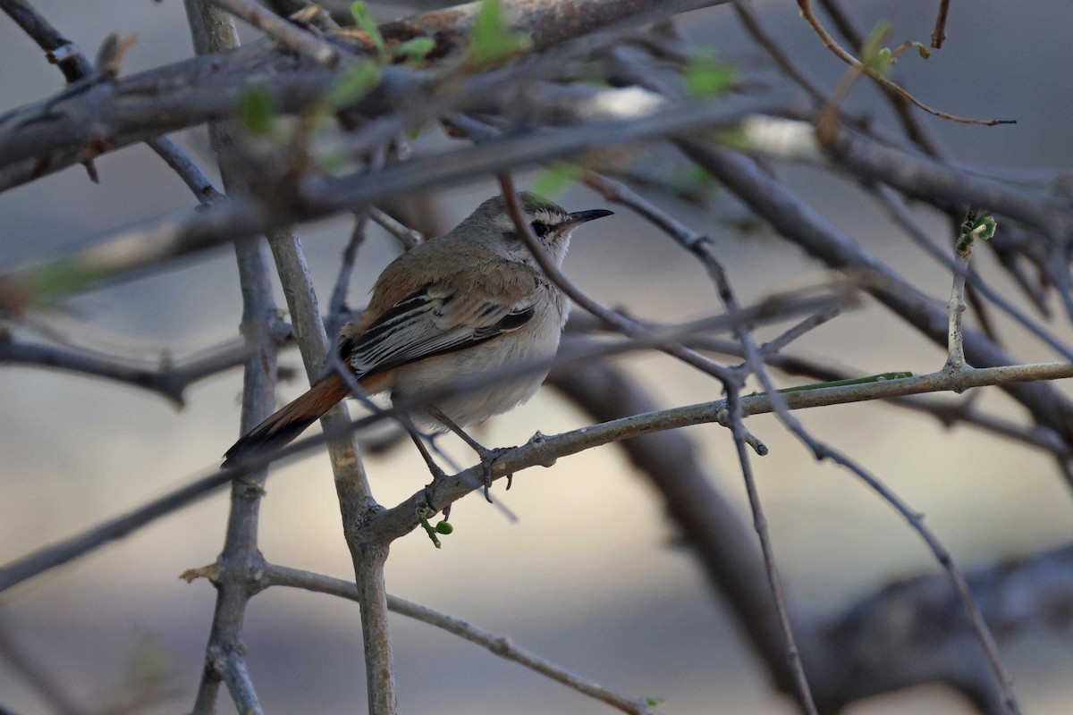 Kalahari Scrub-Robin - ML646727353