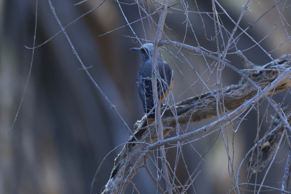 Short-toed Rock-Thrush - ML646727355