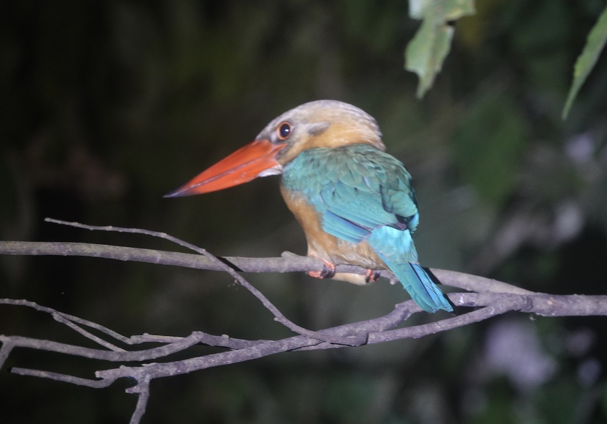 Leylek Gagalı Yalıçapkını - ML646727356