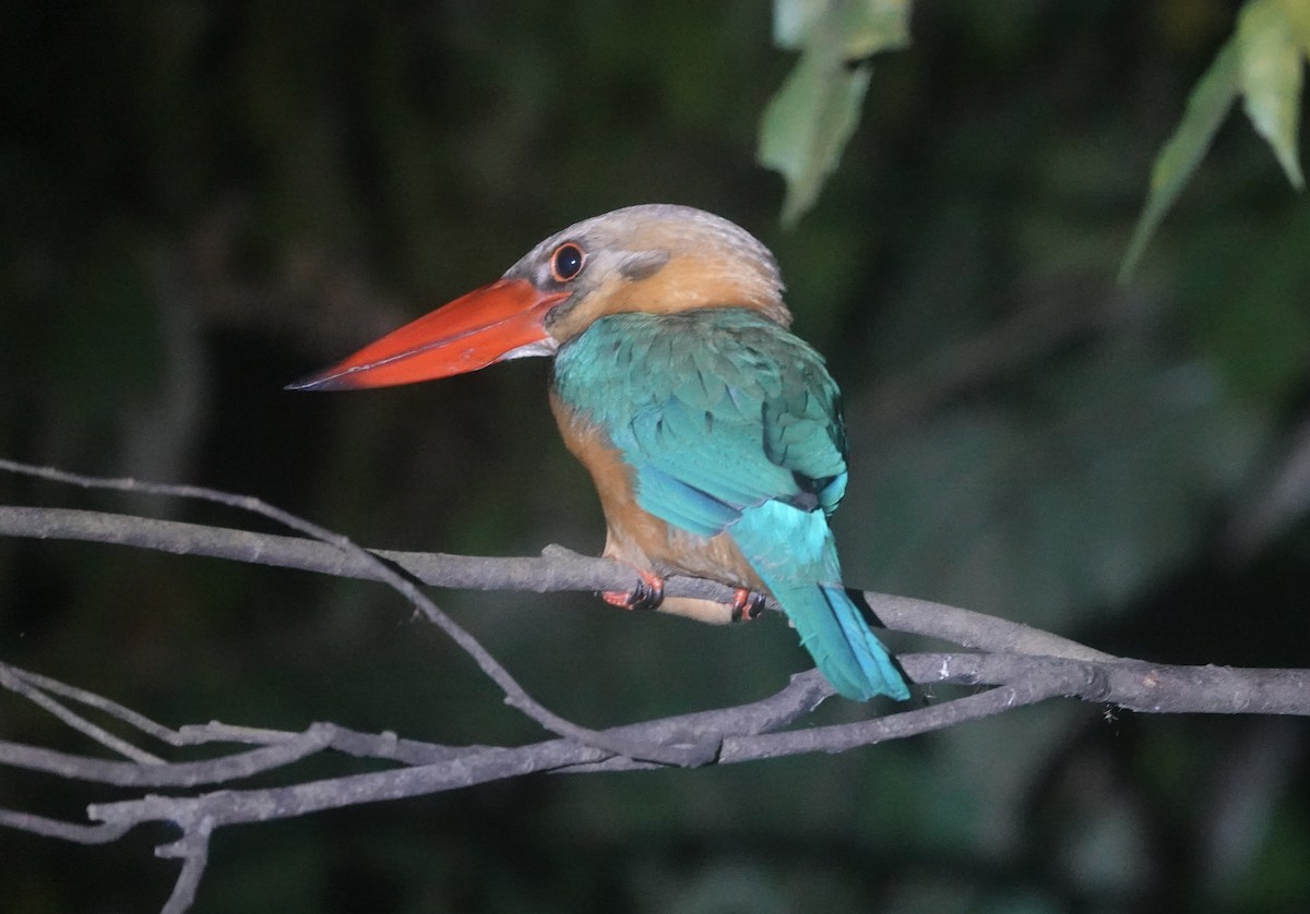 Leylek Gagalı Yalıçapkını - ML646727357