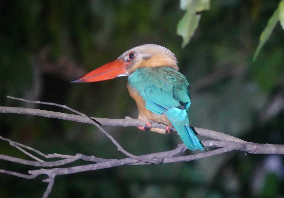 Leylek Gagalı Yalıçapkını - ML646727358