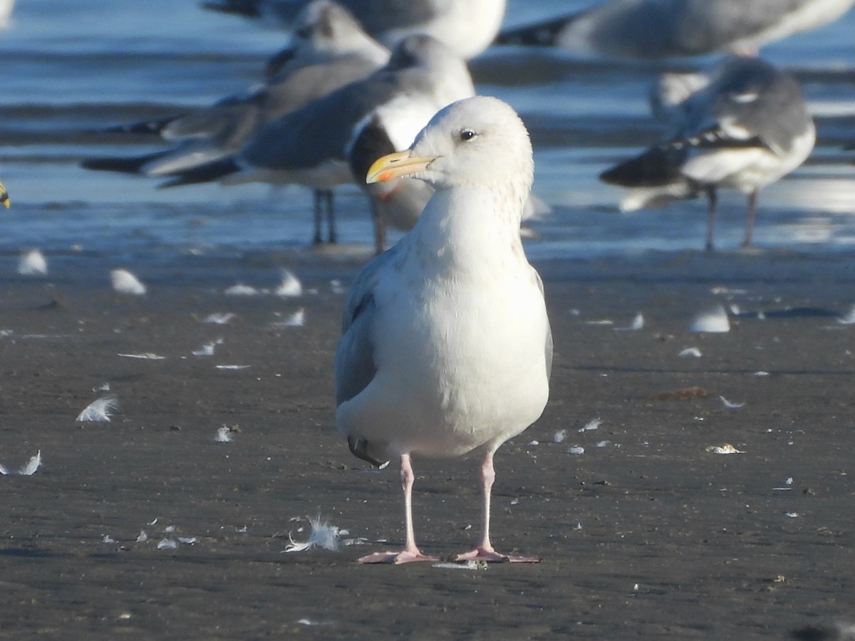 Мартин sp. - ML646727359