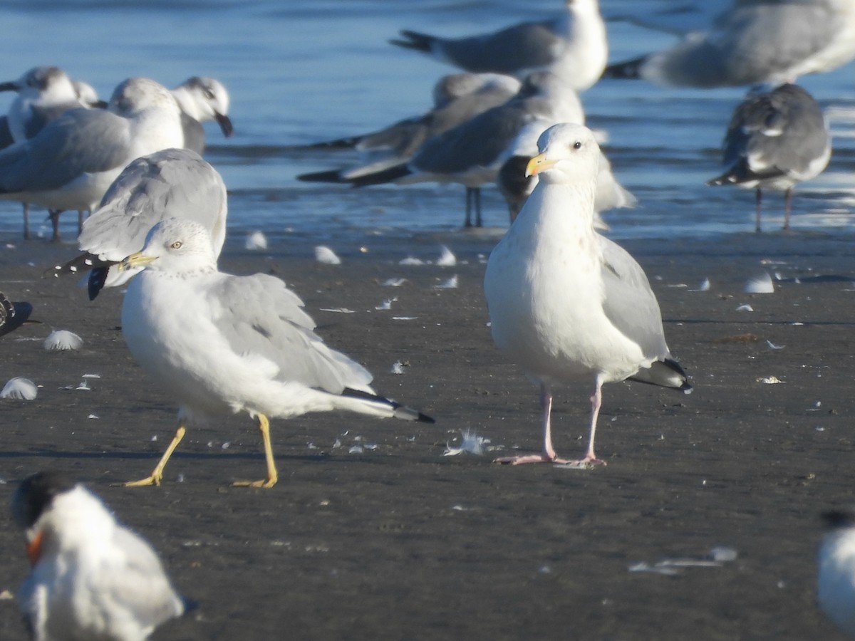 Мартин sp. - ML646727360