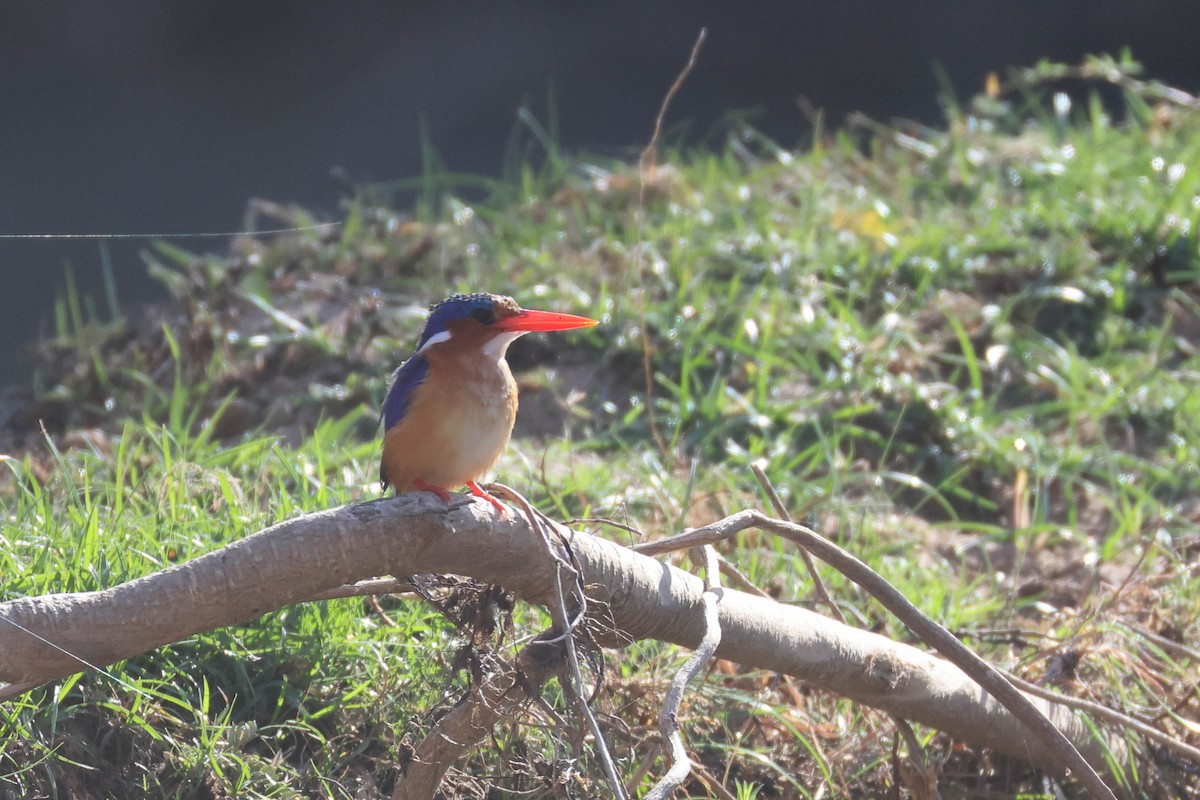Malachite Kingfisher - ML646727361