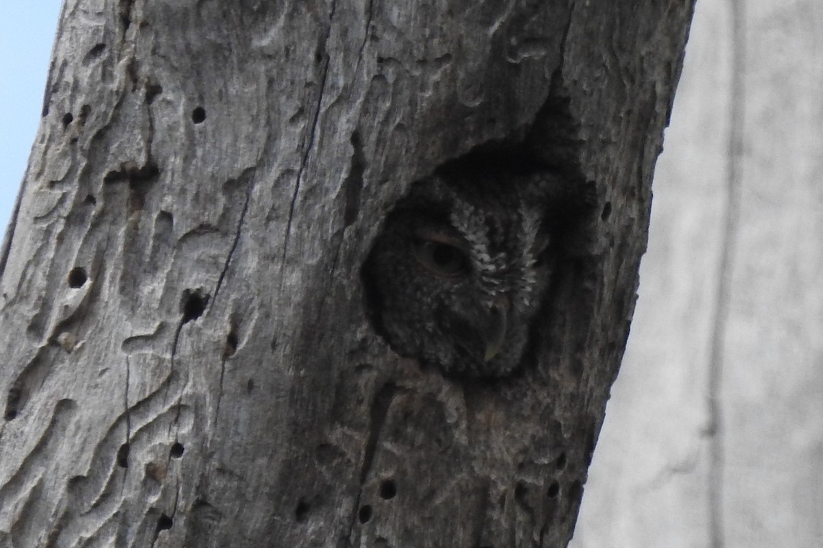 Eastern Screech-Owl - ML646727364