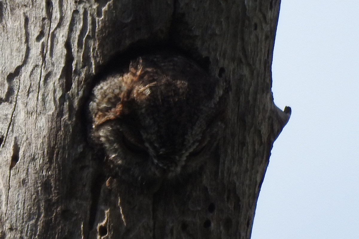 Eastern Screech-Owl - ML646727365