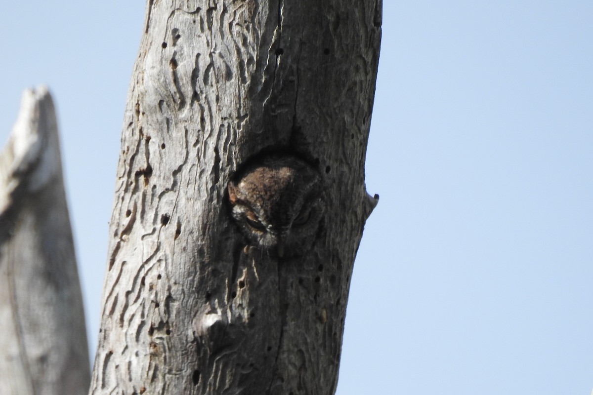 Eastern Screech-Owl - ML646727366