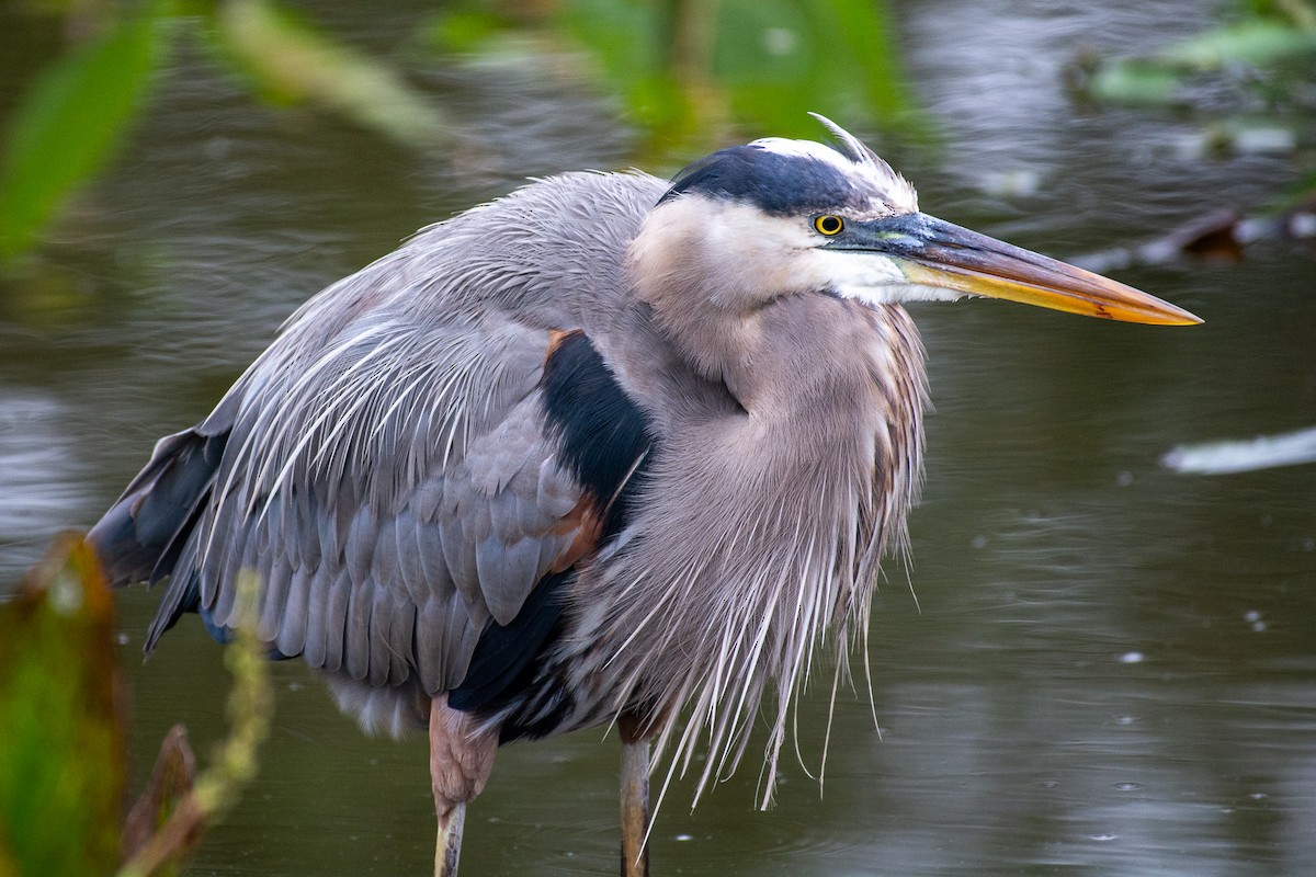 Great Blue Heron - ML646727368