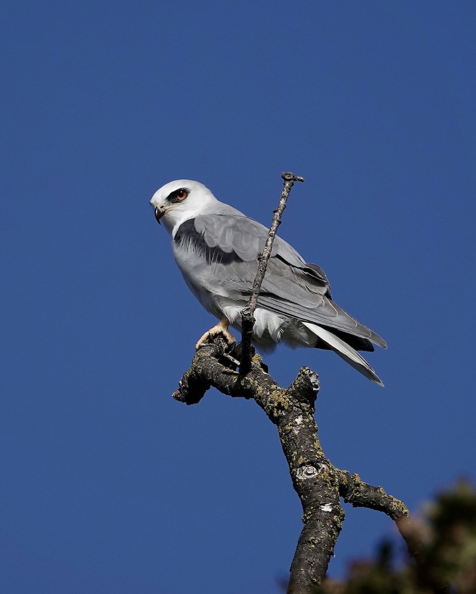 White-tailed Kite - ML646727369