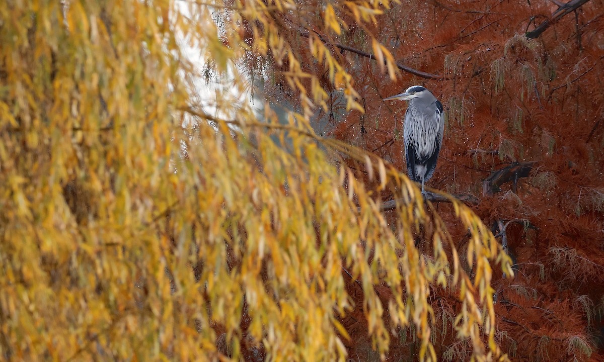 Great Blue Heron - ML646727371