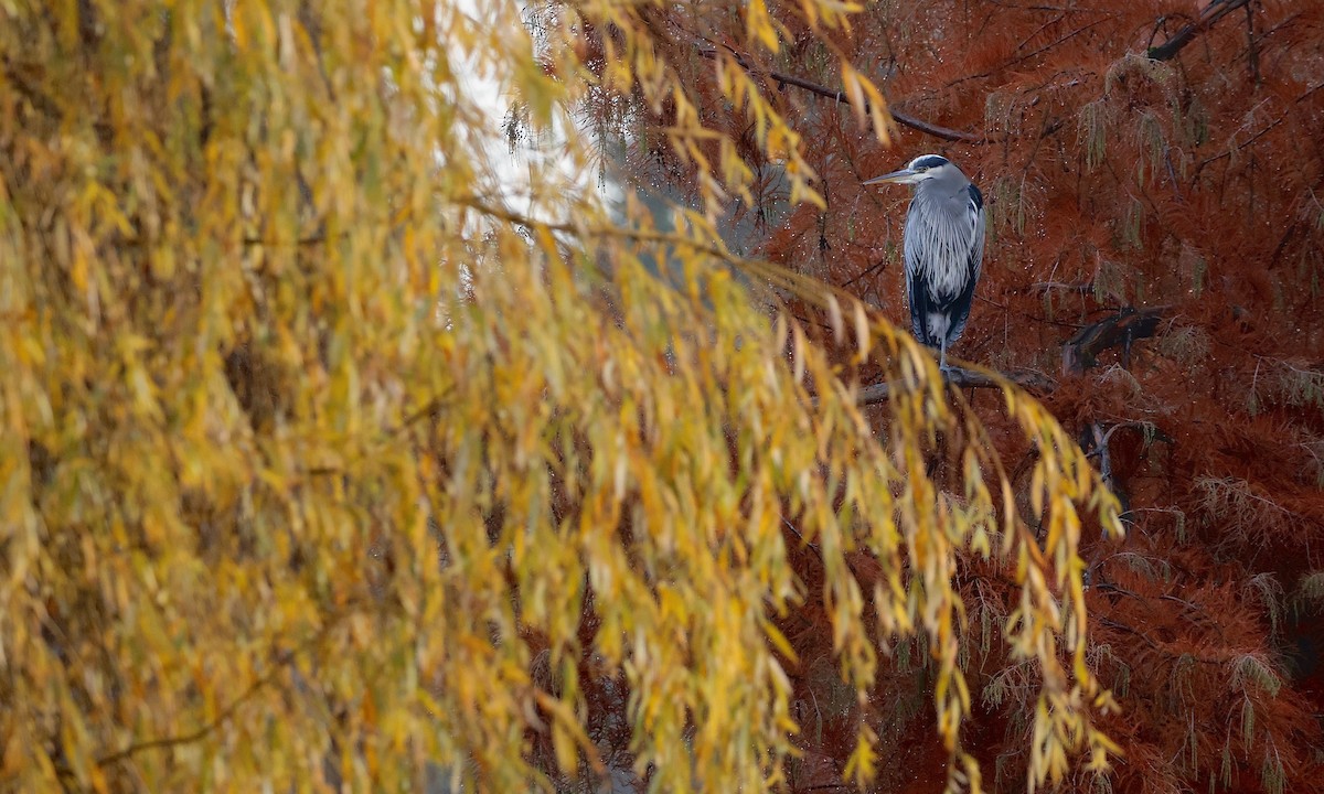 Great Blue Heron - ML646727372