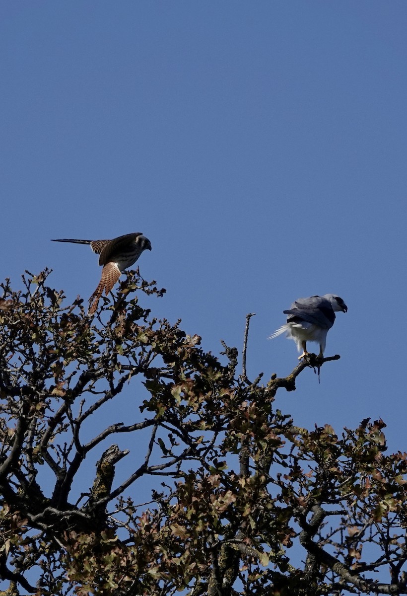 American Kestrel - ML646727378