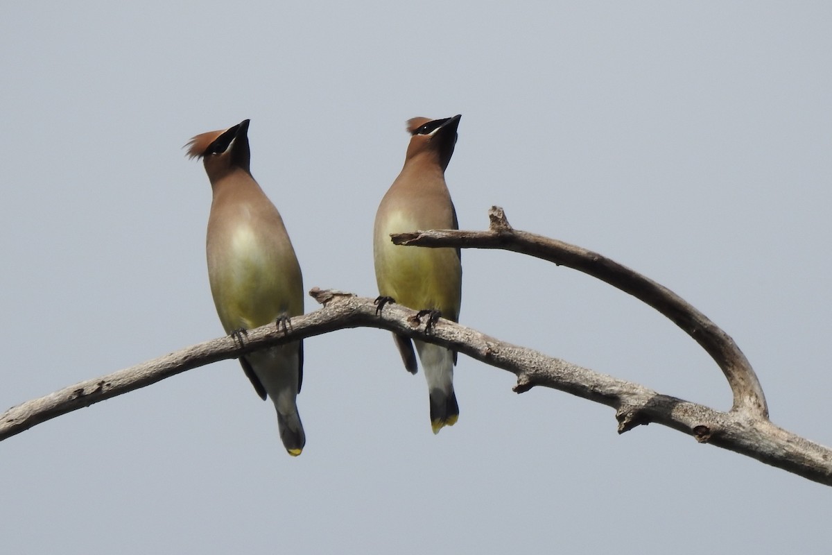 Cedar Waxwing - ML646727379