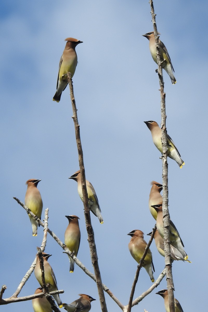 Cedar Waxwing - ML646727380