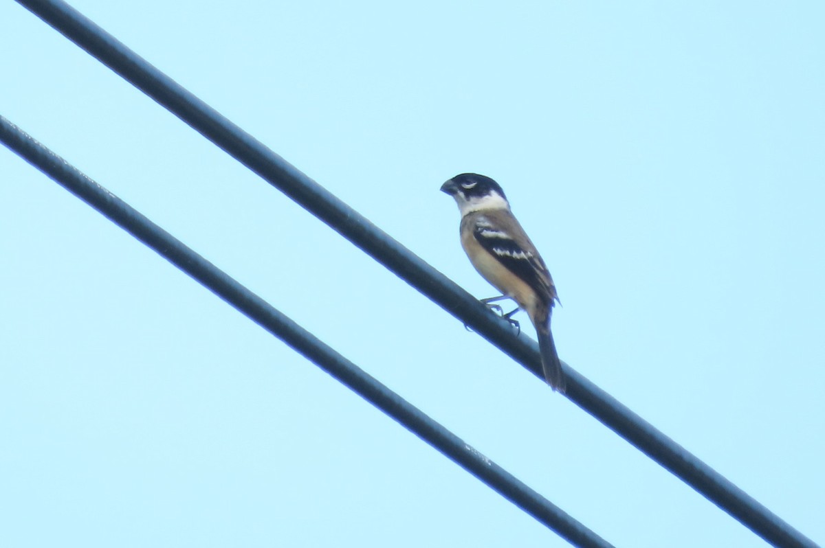 シロエリヒメウソ - ML646727381