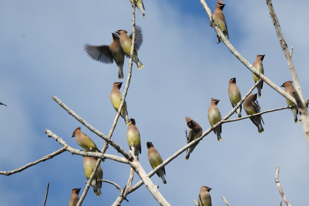 Cedar Waxwing - ML646727382