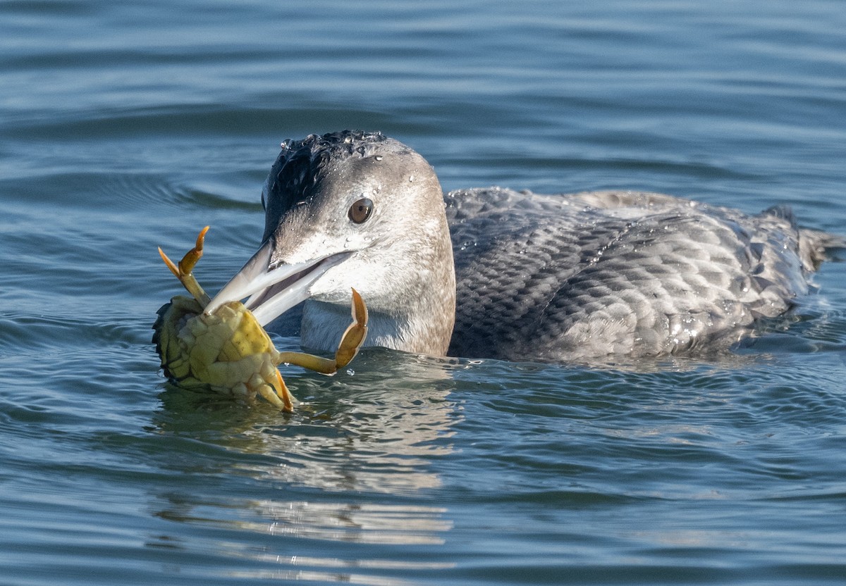 Yellow-billed Loon - ML646727383