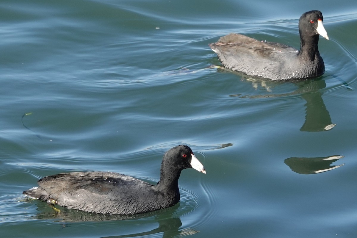 American Coot - ML646727384