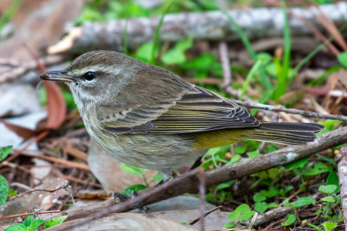Palm Warbler - ML646727387