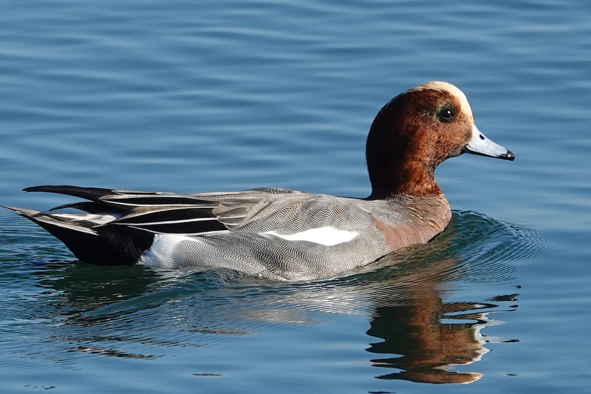 Eurasian Wigeon - ML646727391