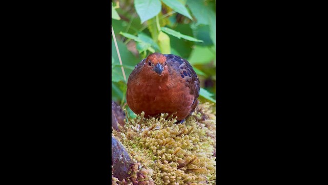 Chestnut Wood-Quail - ML646727397