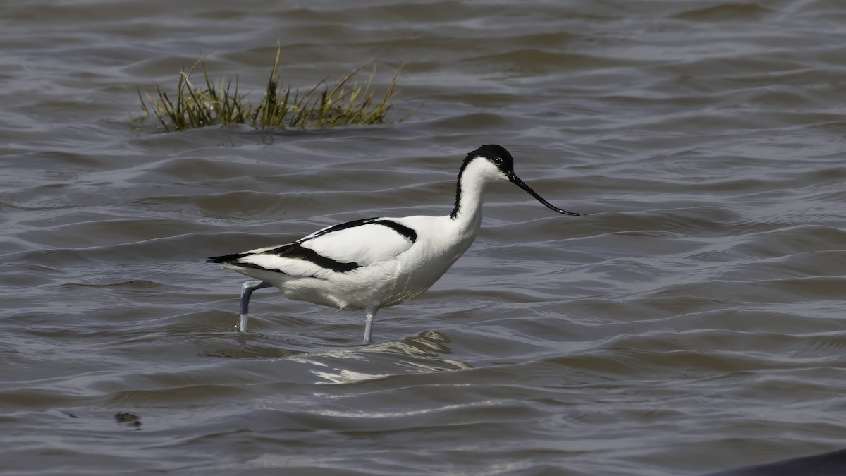 Säbelschnäbler - ML646727398