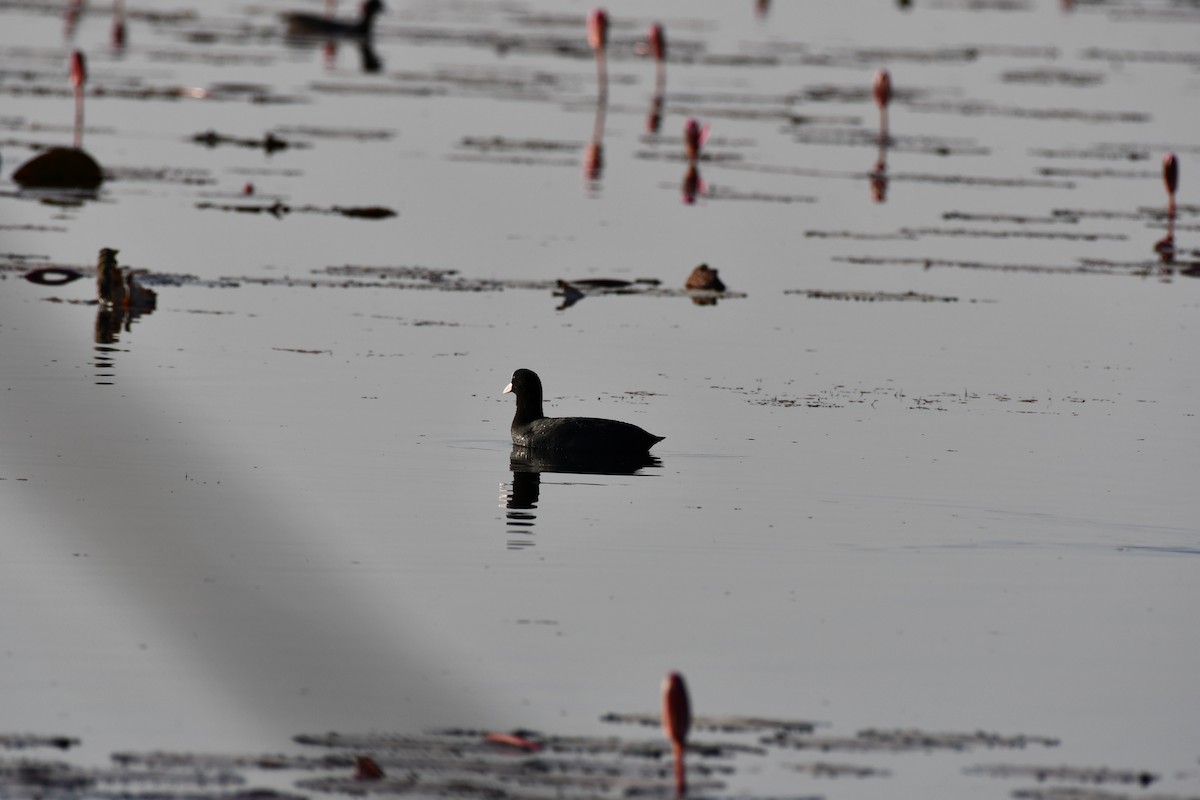 Eurasian Coot - ML646727401