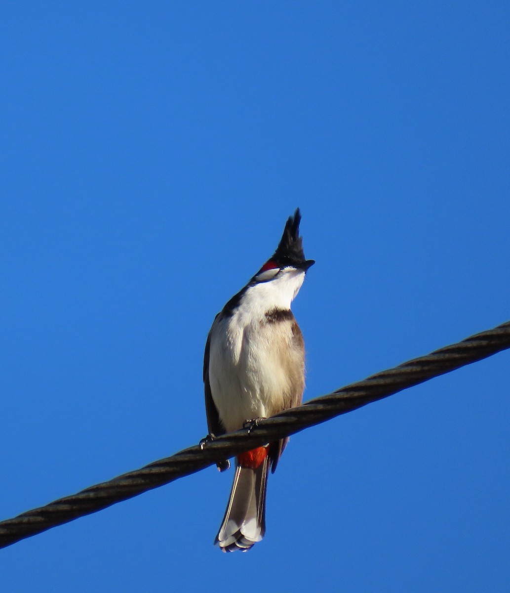 Red-whiskered Bulbul - ML646727407