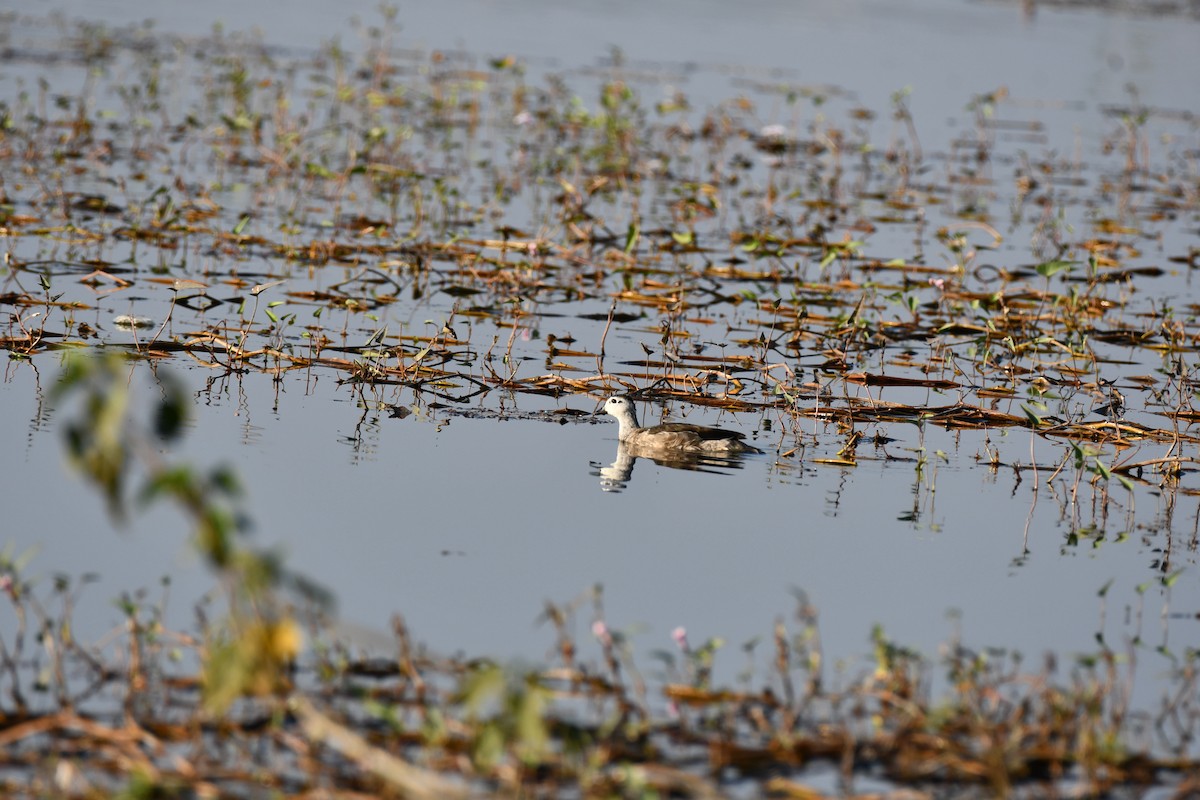 Cotton Pygmy-Goose - ML646727409