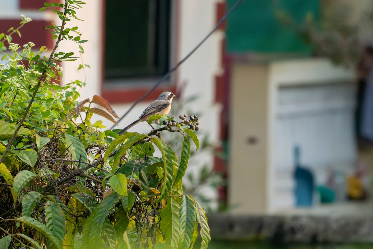 Длиннохвостый сорокопут - ML646727410