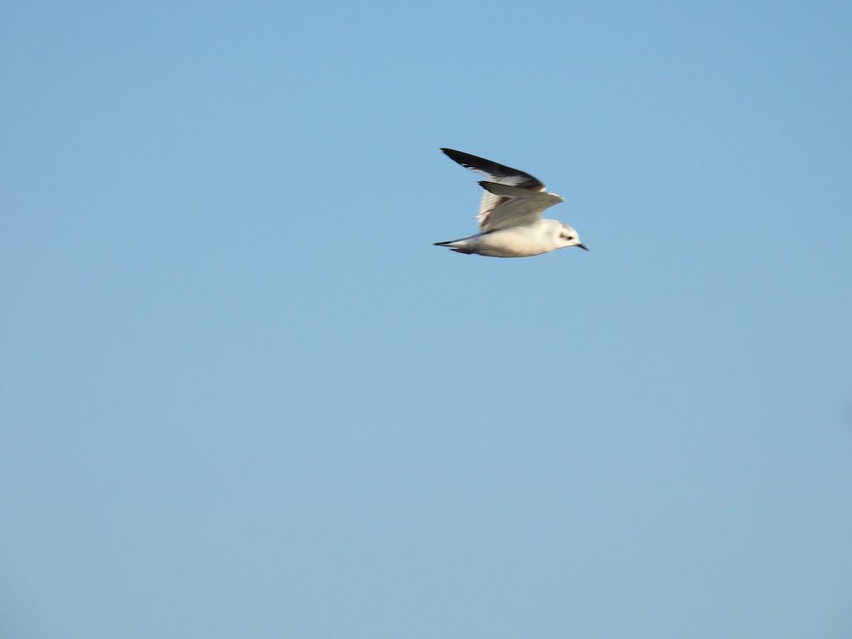 Little Gull - ML646727411