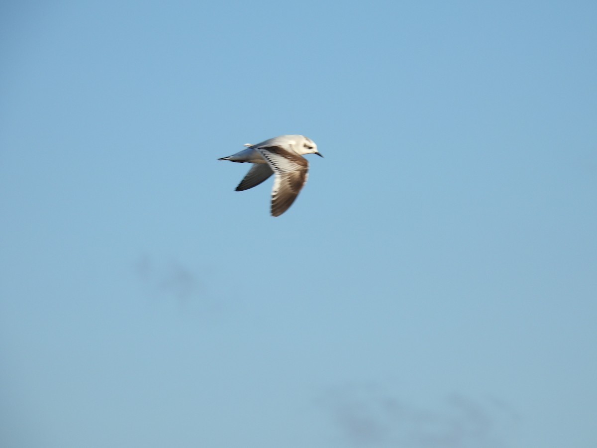 Little Gull - ML646727412