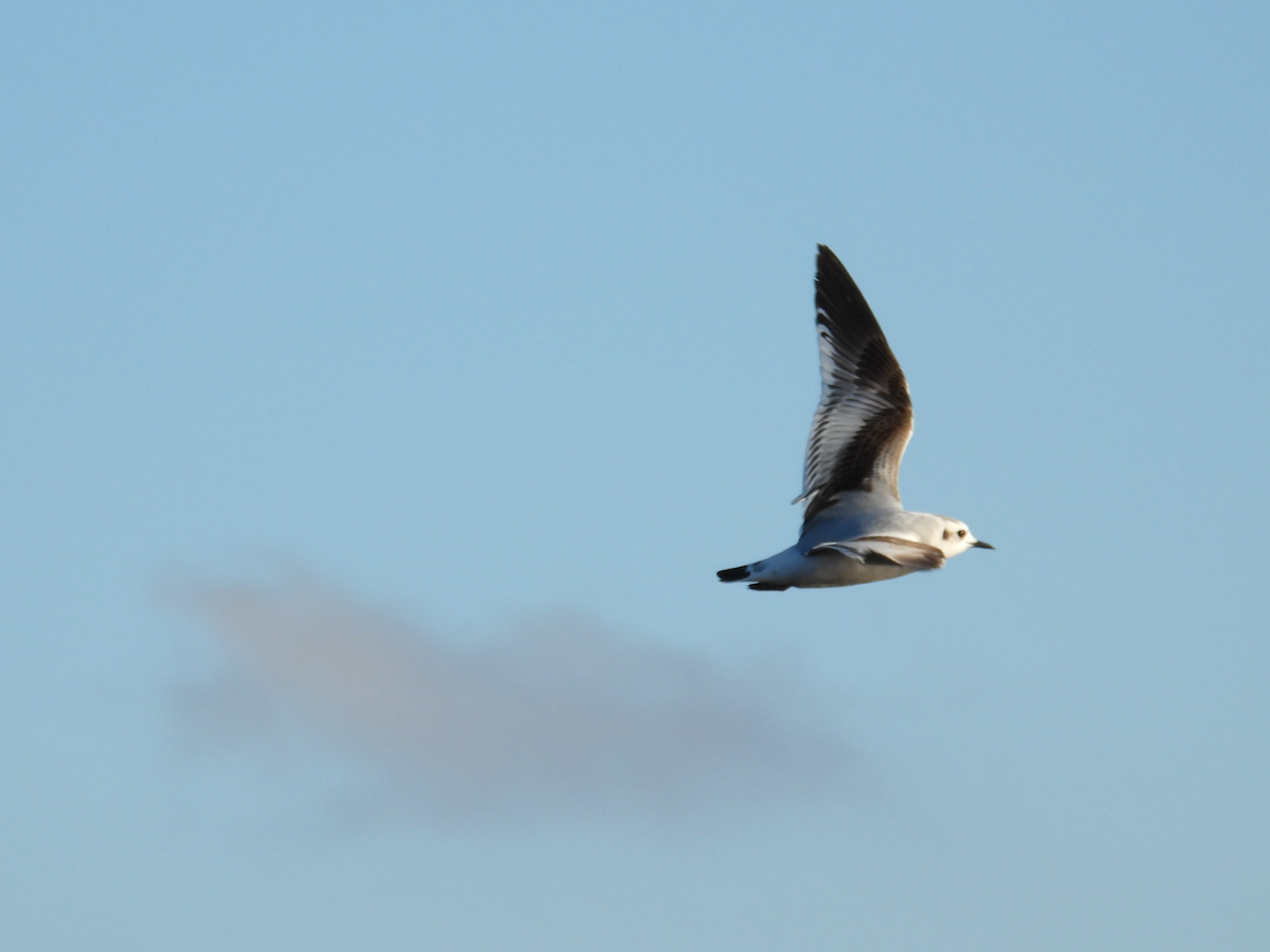 Little Gull - ML646727414