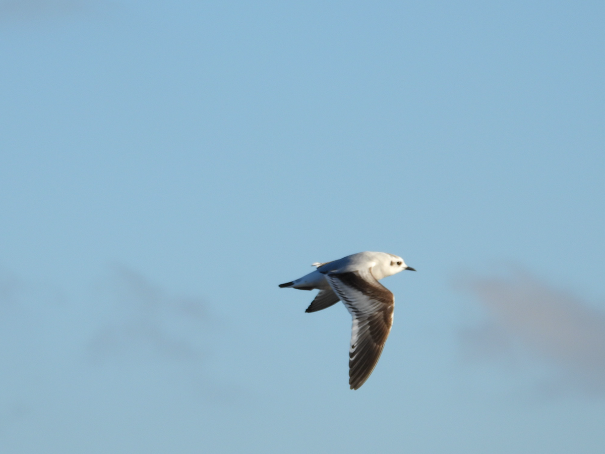 Little Gull - ML646727415