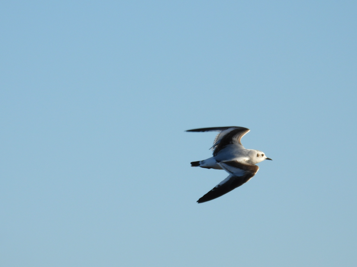 Little Gull - ML646727416