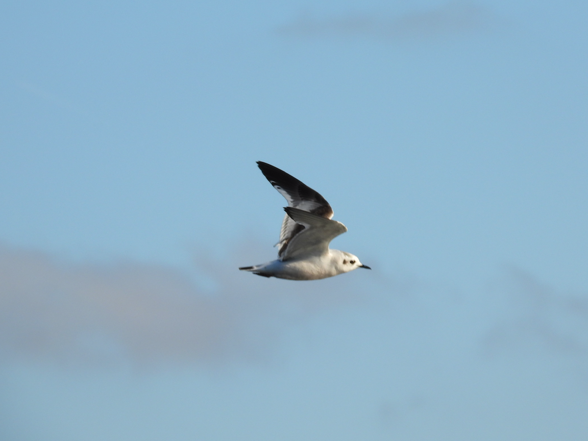 Little Gull - ML646727417
