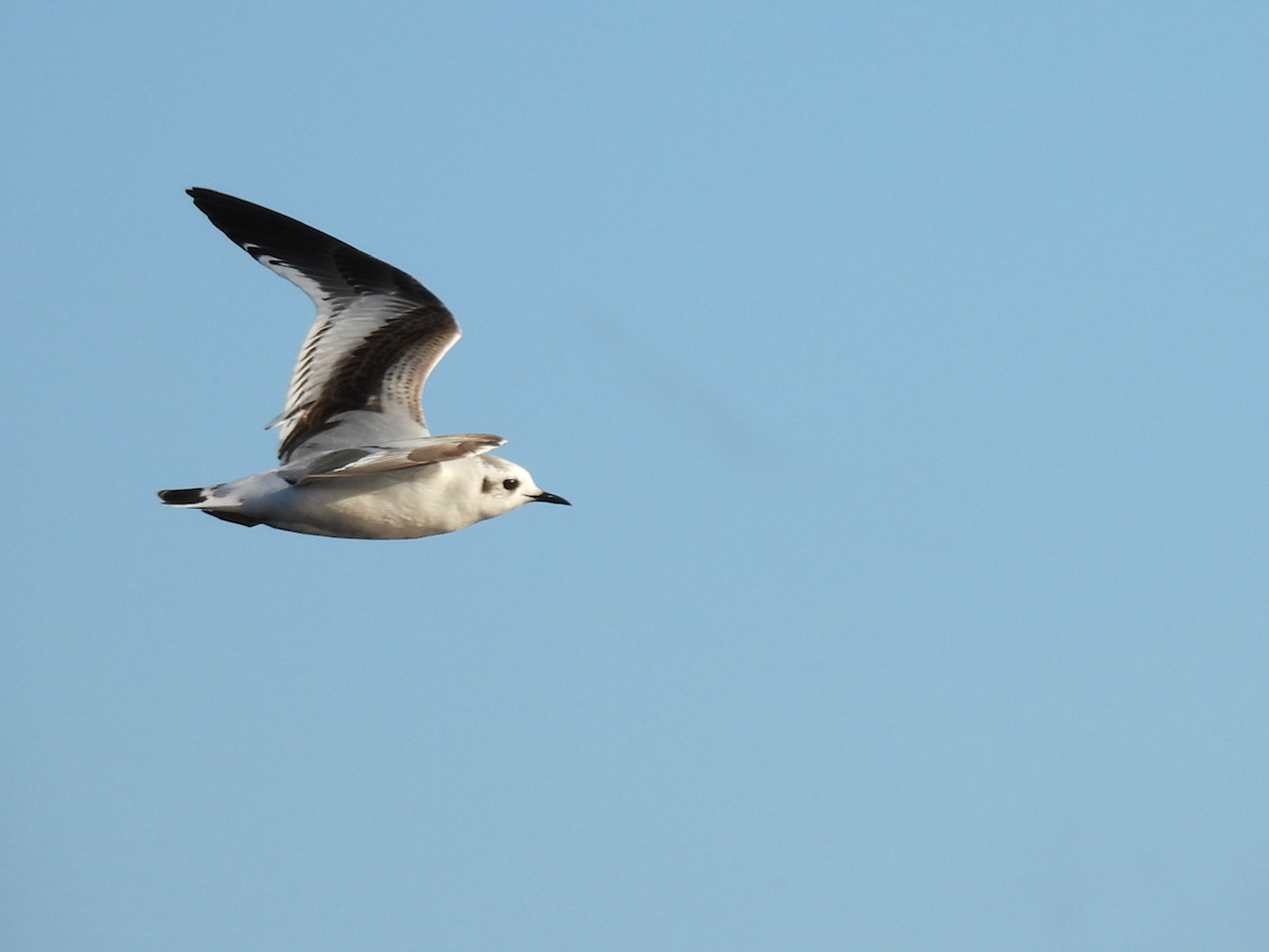 Little Gull - ML646727419