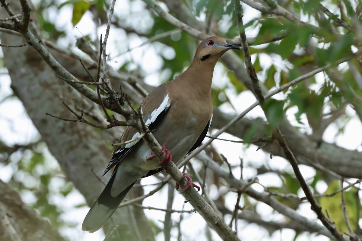 White-winged Dove - ML646727420