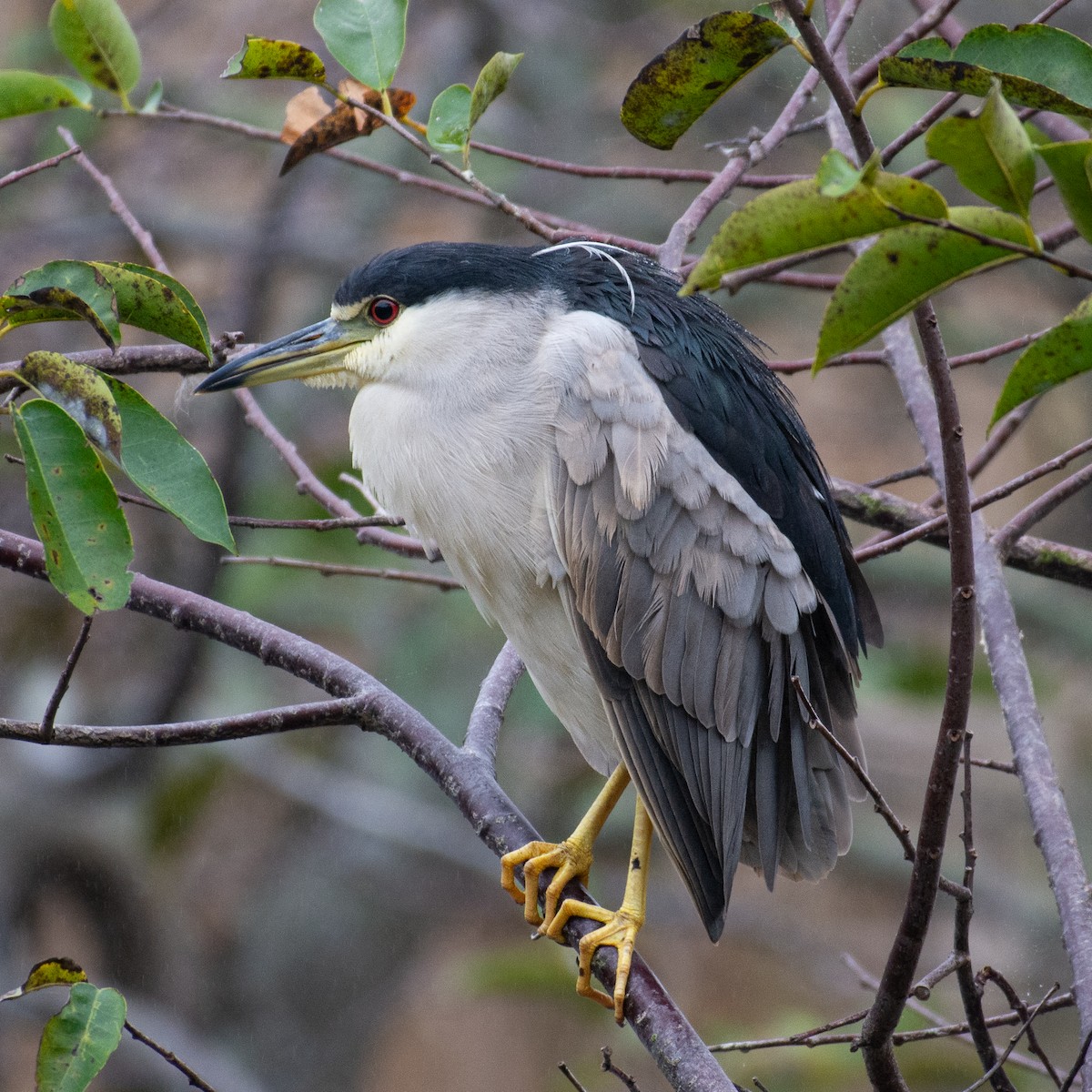 אנפת לילה - ML646727422