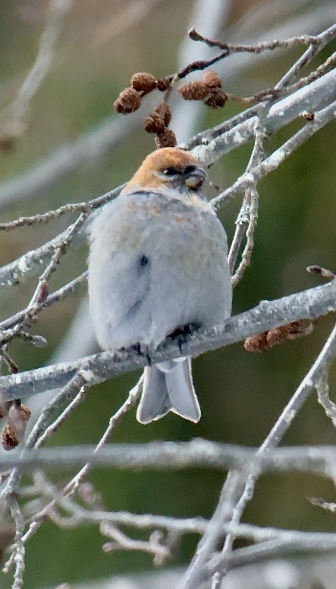 konglebit - ML646727423