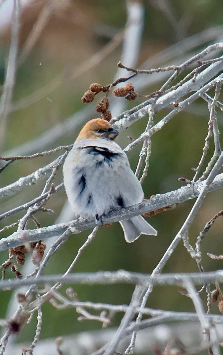 konglebit - ML646727424