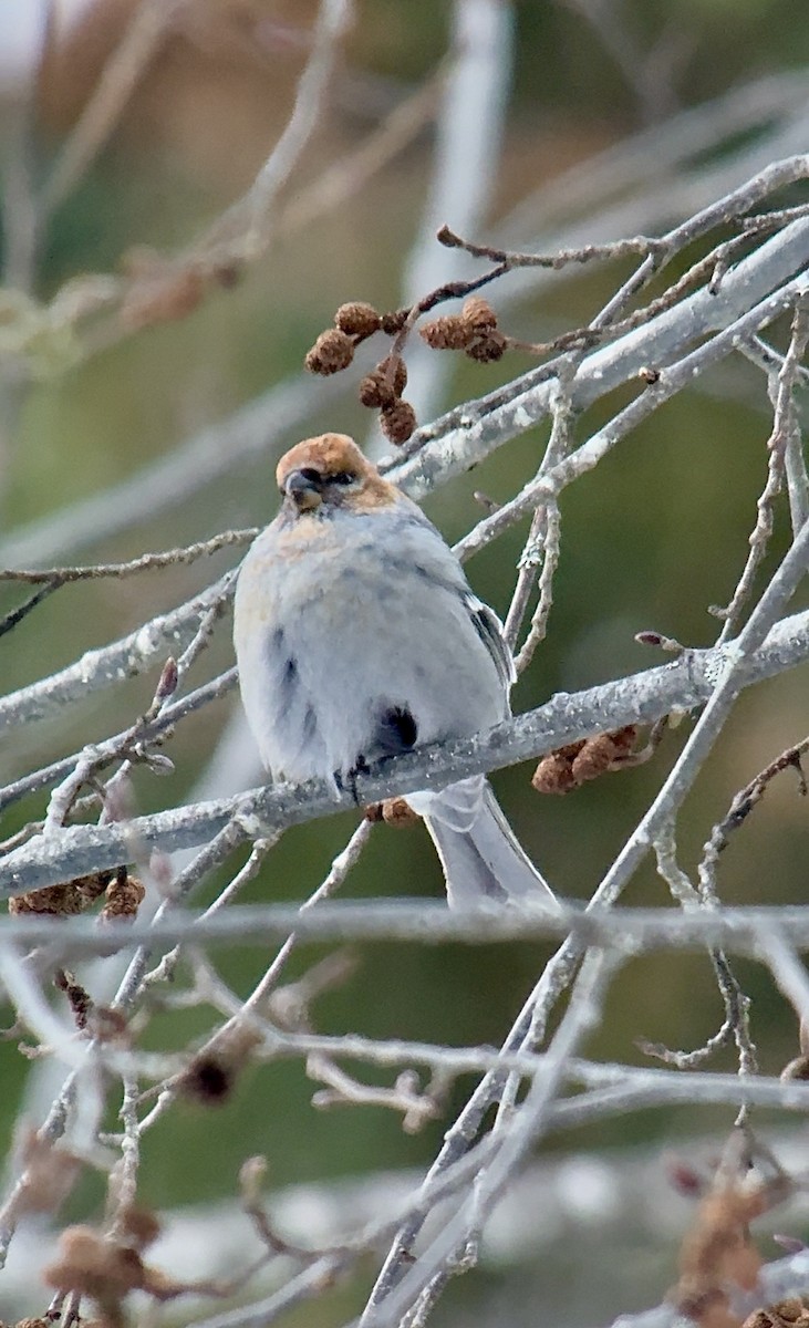 konglebit - ML646727425