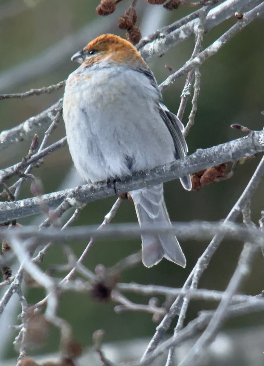 konglebit - ML646727426