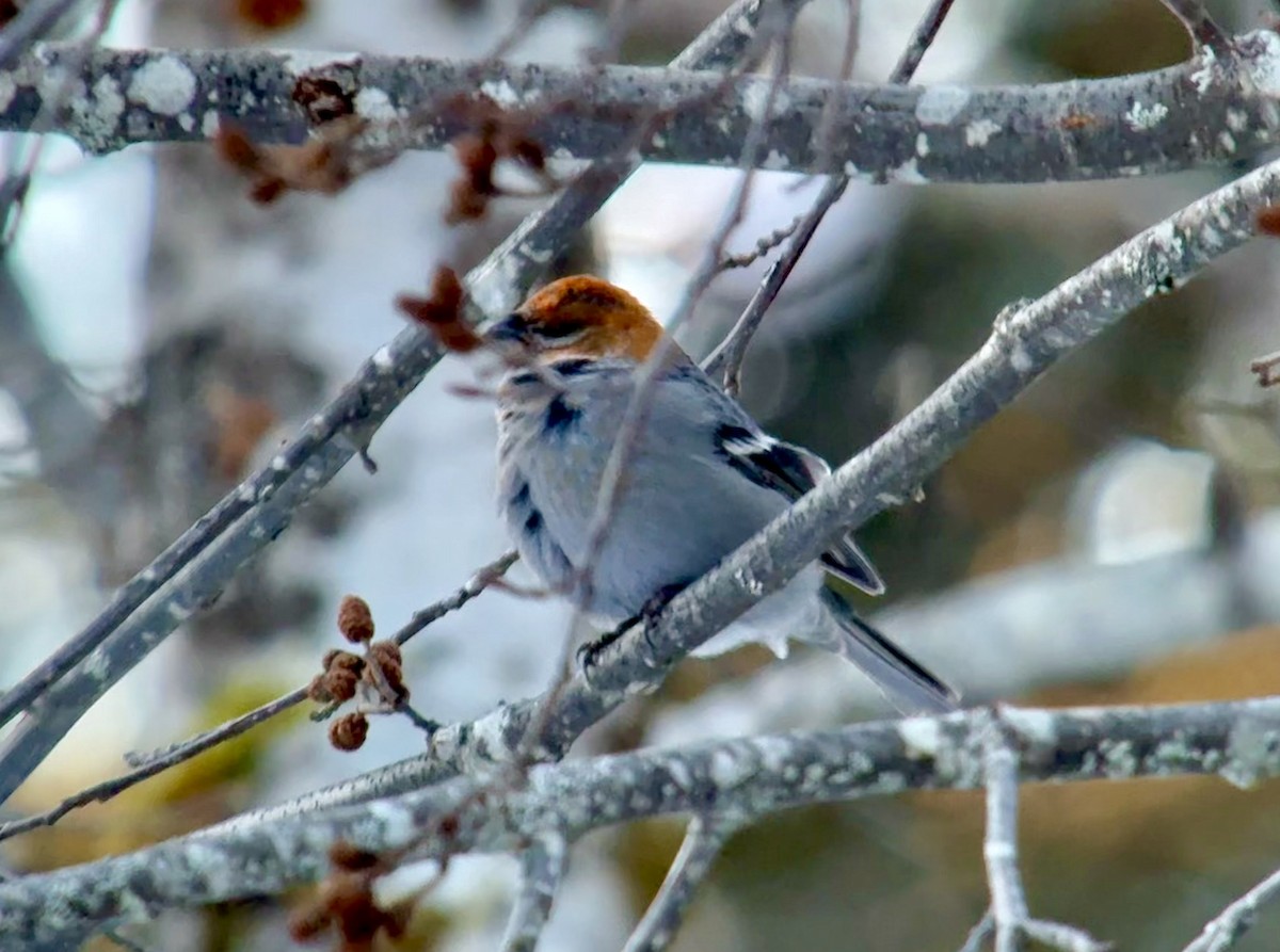 konglebit - ML646727427